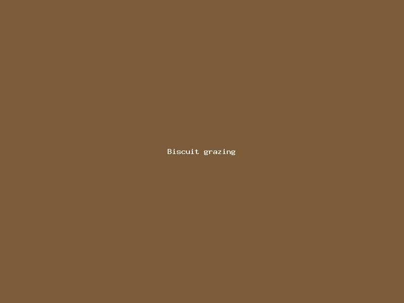 Biscuit grazing